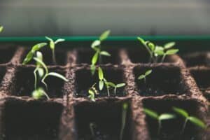 kitchen gardening